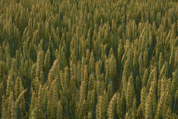 Ears of ripening wheat. Growing grain in the field.
