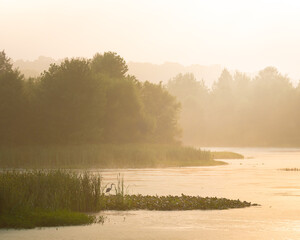 Early morning sunrise over a lake at Muscatatuck National Wildlife Refuge in Indiana. There is a blue heron hunting fish on the shoreline. 