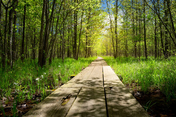 A board walk through a forest at a nature preserve in Indiana. it is summer and there are flowers along the boardwalk. 