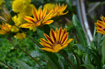 orange flower in the garden