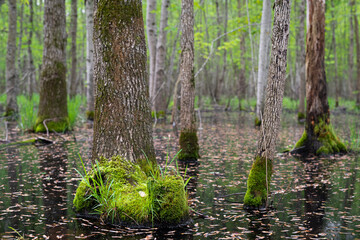 A moss covered tree in a swamp in Indiana in the summer. 