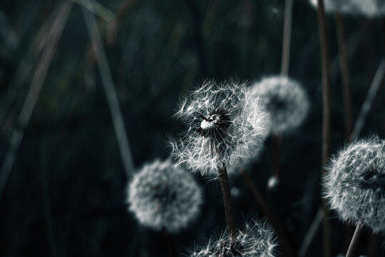 White dandelion on a dark background Ecological problems Dark nature
