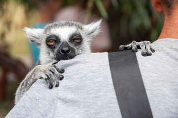 cute striped gray-black lemur sits on man's shoulder © serhio777