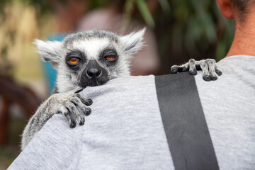 cute striped gray-black lemur sits on man's shoulder