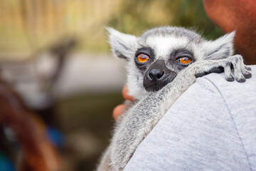 close-up of striped lemur with calm cute face sitting in man's arms