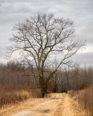 A large tree on an empty gravel road in Muscatatuck National Wildlife Refuge in Indiana. It is winter. 