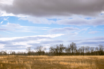Fototapeta premium An golden yellow field in the winter in Muscatatuck National Wildlife Refuge in Indiana. The sky is partly cloudy with drama and some blue sky