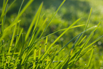 green grass background