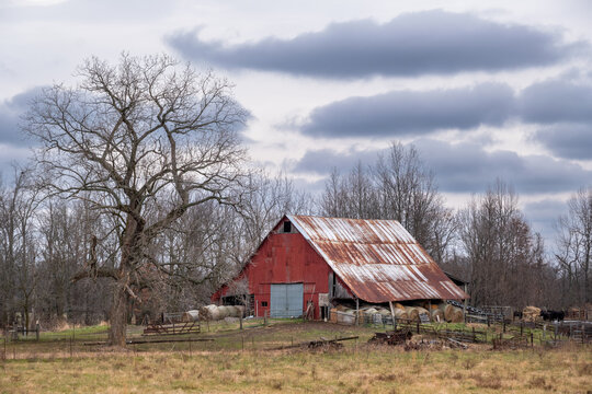 A red barn in the winter surrounding by animals, farm equipment, forest, and a large tree. There are dramatic clouds in the sky