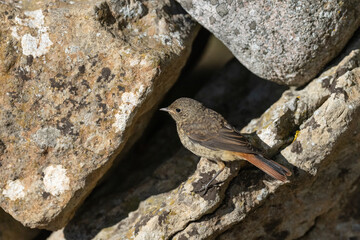 Common Redstart (Phoenicurus phoenicurus)