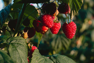 czerwone soczyste dojrzałe owoce malin na krzaku, pokazane w słońcu.