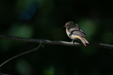 Common Redstart (Phoenicurus phoenicurus)