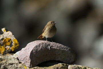 Common Redstart (Phoenicurus phoenicurus)