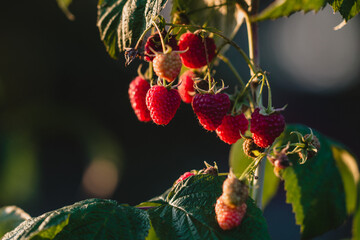 czerwone soczyste dojrzałe owoce malin na krzaku, pokazane w słońcu.