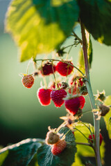 czerwone soczyste dojrzałe owoce malin na krzaku, pokazane w słońcu.