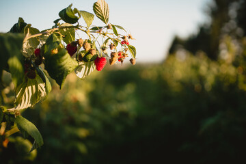 czerwone soczyste dojrzałe owoce malin na krzaku, pokazane w słońcu.