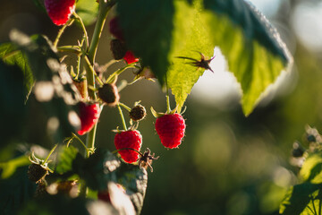 czerwone soczyste dojrzałe owoce malin na krzaku, pokazane w słońcu.