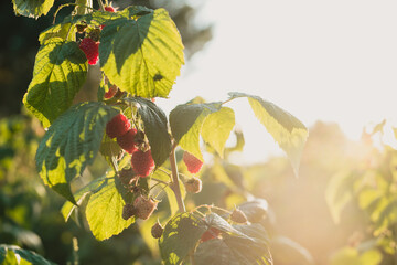 czerwone soczyste dojrzałe owoce malin na krzaku, pokazane w słońcu.