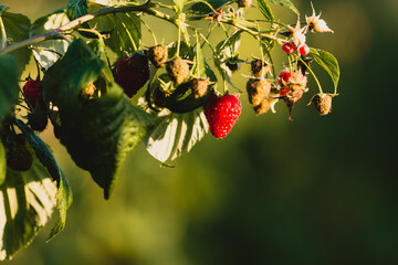 czerwone soczyste dojrzałe owoce malin na krzaku, pokazane w słońcu.