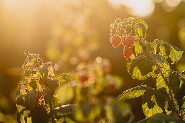 czerwone soczyste dojrzałe owoce malin na krzaku, pokazane w słońcu.