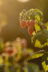 czerwone soczyste dojrzałe owoce malin na krzaku, pokazane w słońcu.