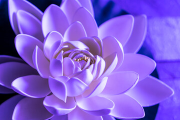 Selective focus on beautiful sacred lotus flower with white and purple leaves. Close up of lily pad...