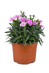 Pink Dianthus flowers in pot on white background