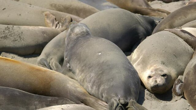 Big Sur Elephant Seals Closeup Sand Bathing California USA
