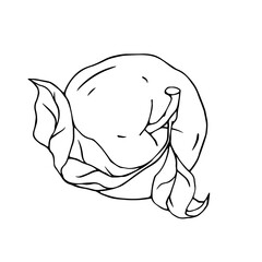 Linear botanical sketch of an apple with leaves.Vector graphic.