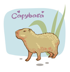 Capybara. Vector color illustration of capybara. Drawing of an animal in cartoon style.