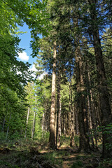 Fresh green Coniferous forest in Harz national park