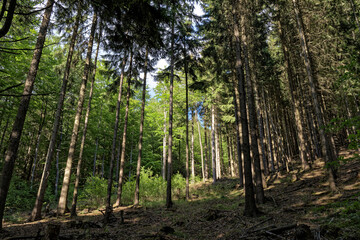 Fototapeta na wymiar Fresh green Coniferous forest in Harz national park