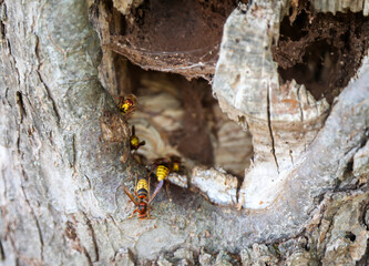 In einem Stamm eines Apfelbaumes steckt ein Hornissennest.
