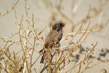 Ein Wüstengimpel oder ein Wüstentrompeter, Bucanetes githagineus auf der Suche nach Fressenbaren.
