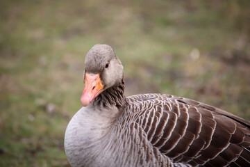 Portrait einer Graugans an einem Teich.
