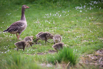 Ein Familie Graugänse beim fressen auf einer Wiese.