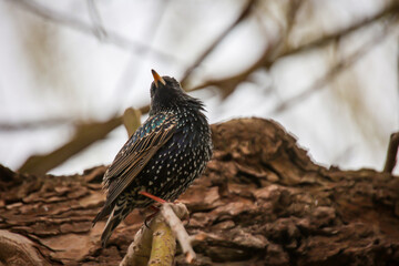 Ein Star sitzt auf einem Ast in der Nähe zum Nest.