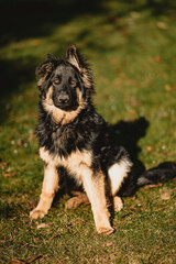 Owczarek niemiecki, czarny, długowłosy, podpalany