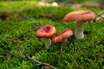 Edible mushroom Russula vinosa in the moss in the wet spruce forest. Mushroom with yellow-red cap and white stem. Autumn time, natural condition