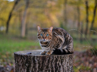 Portrait of a bengal cat on a tree stump
