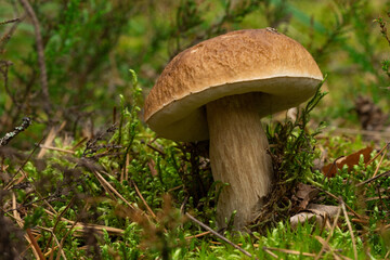 White mushroom in the forest against the background of green vegetation. Awesome boletus grows in wildlife. Porcini bolete mushrooms. Soft focus