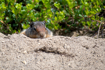 A close portrait of a red squirrel enjoying sunny alone	