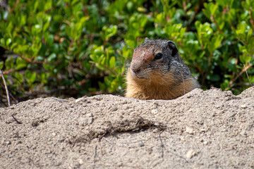 A close portrait of a red squirrel enjoying sunny alone	