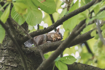 Low angle view of a squirrel on a tree eating. Perspective. Copy space.