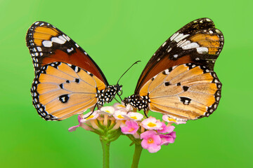 Macro shots, Beautiful nature scene. Closeup beautiful butterfly sitting on the flower in a summer garden.