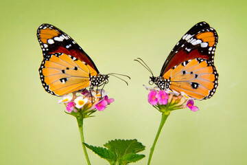 Macro shots, Beautiful nature scene. Closeup beautiful butterfly sitting on the flower in a summer garden.