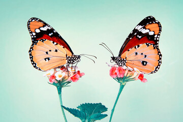 Macro shots, Beautiful nature scene. Closeup beautiful butterfly sitting on the flower in a summer...