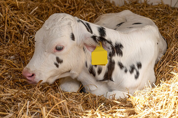 Kalb, wenige Tage alt in Aufzuchtstation