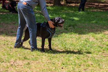 Cane Corso attacking dog handler during aggression training.