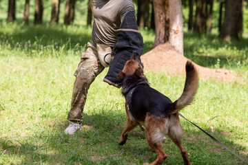 German Shepherd attacking dog handler during aggression training.